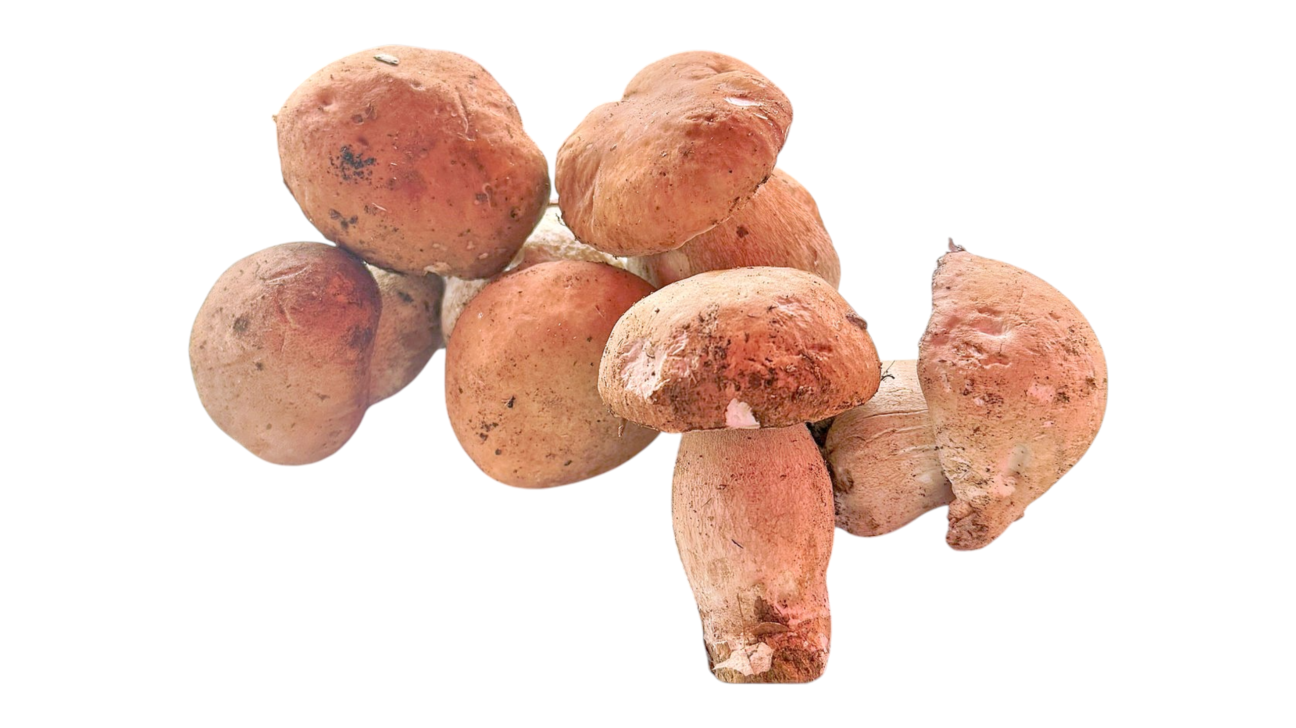 Svježi vrganji, 500 g